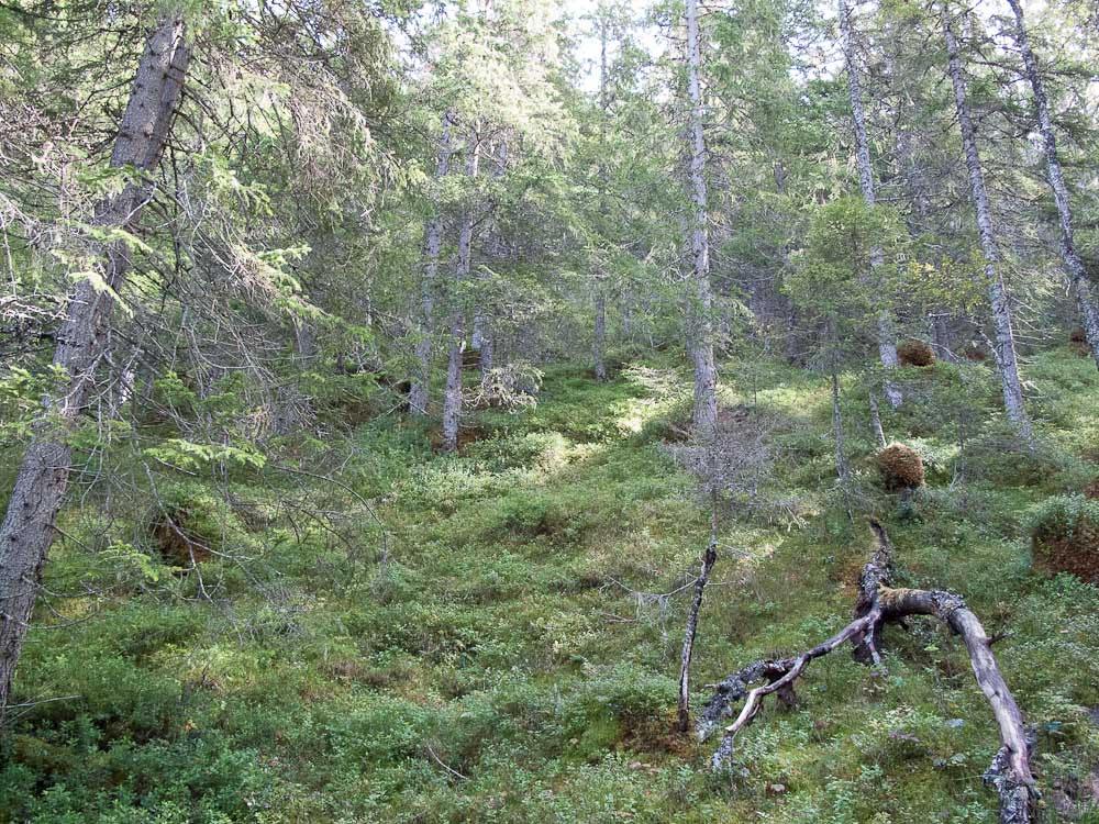 gammel granskog i øvre deler av lia bakenfor.