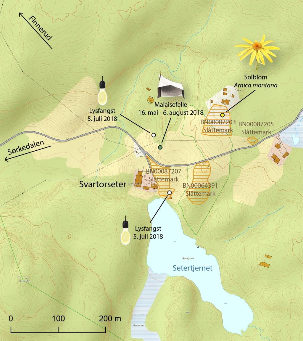 Figur 4. Oversiktskart over Svartorseter i Oslo kommune. Fire naturtypepolygoner er registrert på innmarken, markert med oransje skravering i kartet.