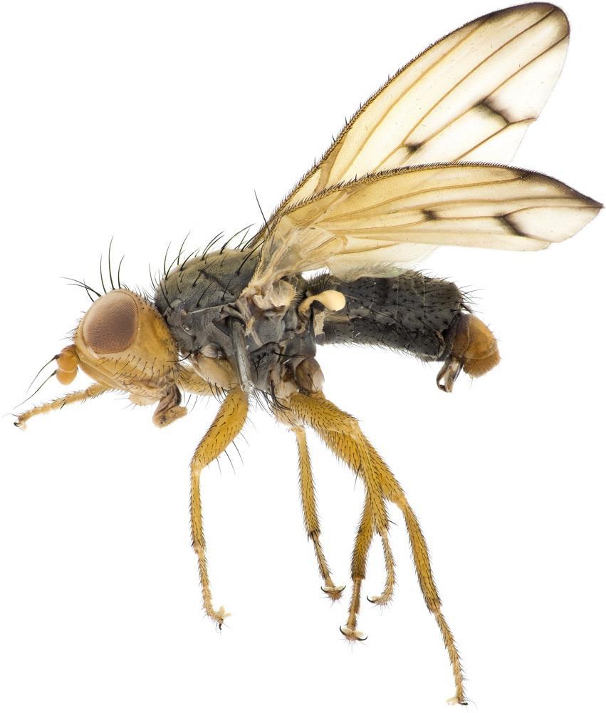 3.7.3. Eurygnathomyia bicolor Foto: Hallvard Elven Orden: Tovinger Diptera Familie: Prikkfluer Pallopteridae Status: Sterkt truet (EN) Plasser: Finnerud (2018), Svartorseter (2018) Økologi: Artens