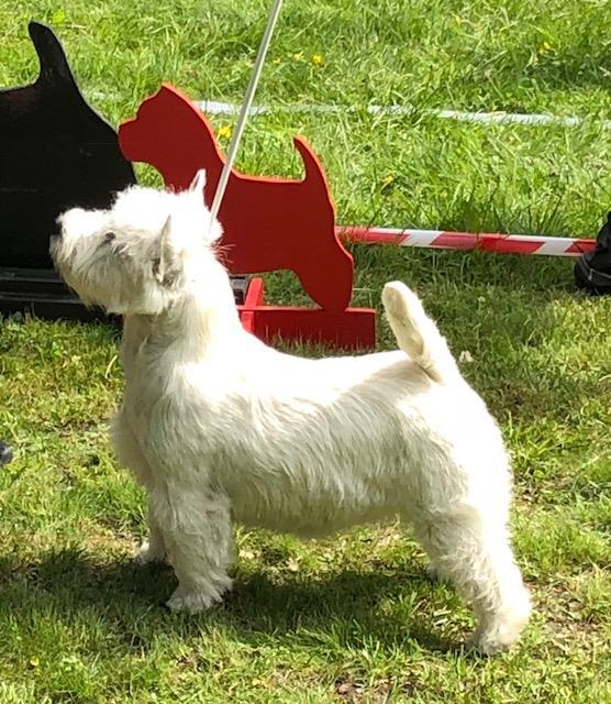 BEST IN SHOW - Valp: TERRAWESTIE VISIBLE SPIRIT (Westie) BIM - Valp: DUNDEE KNIFE SHARP (Skotte BEST IN SHOW VALP - TERRAWESTIE VISIBLE SPIRIT BEST IN SHOW - junior: DUNDEE FIGHTING HERO