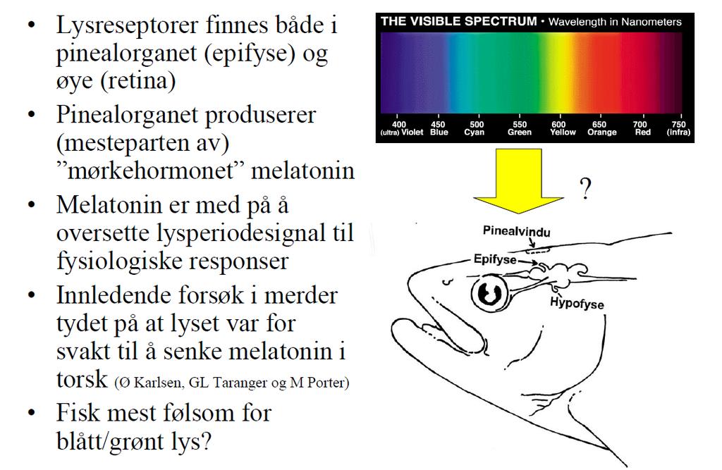 Hvordan