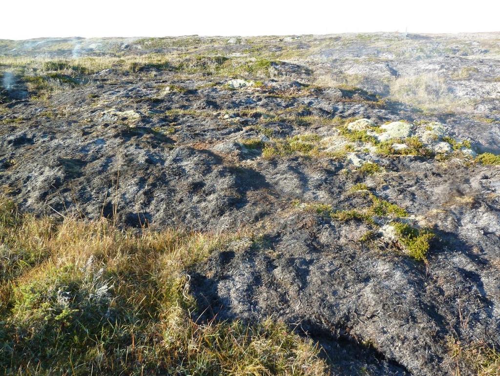 Figur 4. Brenning av kystlynghei på Kalvøya 13.10. 2016. Foto: Hilde Ely-Aastrup, Fylkesmannen i Trøndelag.