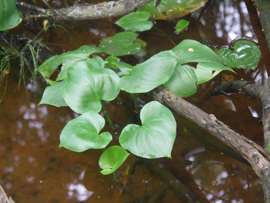 kjennetegner naturtypelokaliteten. Figur 14.