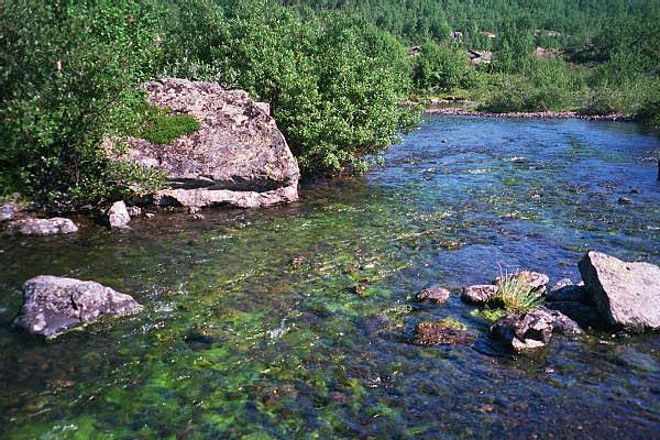 Økt temperatur økt potensial for algevekst Mer skadelige alger i