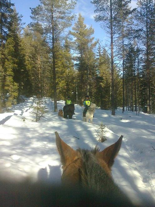 1. Dette lurer vi på Vi ble interessert i harespor for tre år siden. Vi har hester, så vi rir i skogen på en sti vi har laget selv og ser på dyrespor om vinteren.