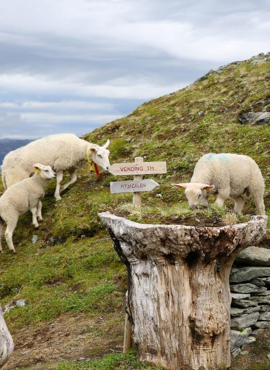 Motvirke sosial ulikhet, rekruttering til friluftsliv/fysisk aktivitet. NATURVERN Langsiktig sikring av naturområder. Hvorfor?