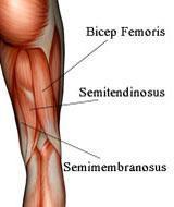 Isometrisk ekstensjon HAMSTRINGS Tendinopati Oftest proksimalt i hamstringsmusklene Unntaksvis m gluteus maximus Muskelruptur Smerter bakre lår - S1,S2 referanse Isometrisk