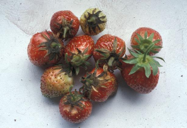 Angrep av Xanthomonas fragariae på blad og begerblad Foto: Agroscope FWA Wädenswill, Sveits Angrep