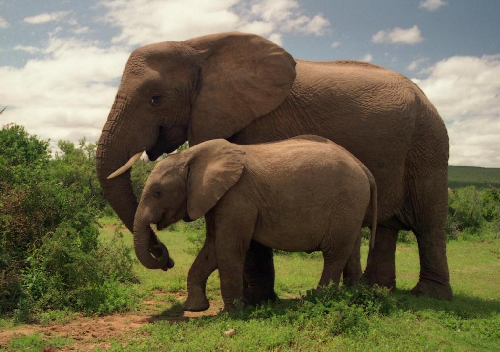 Hvordan spiser man en elefant?