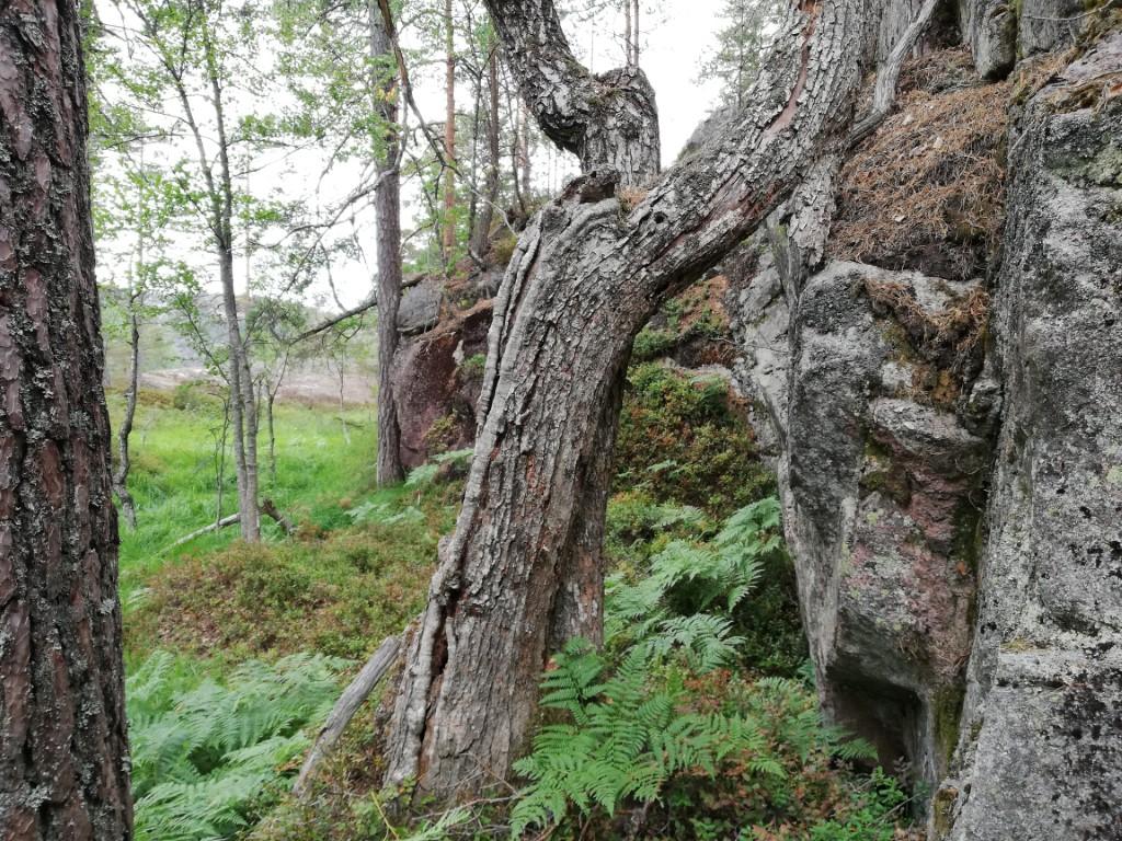 Bilder fra området Gjeskefjell sør