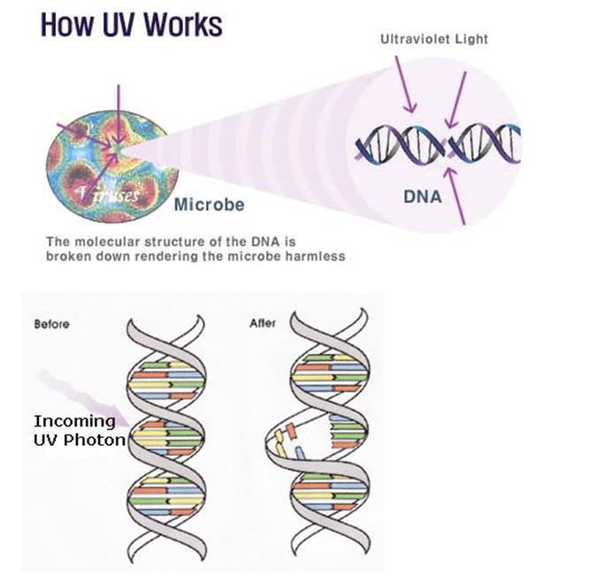 Effekt av UV-lys UV-energi