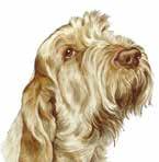 Spinone