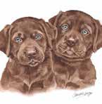 Labradors