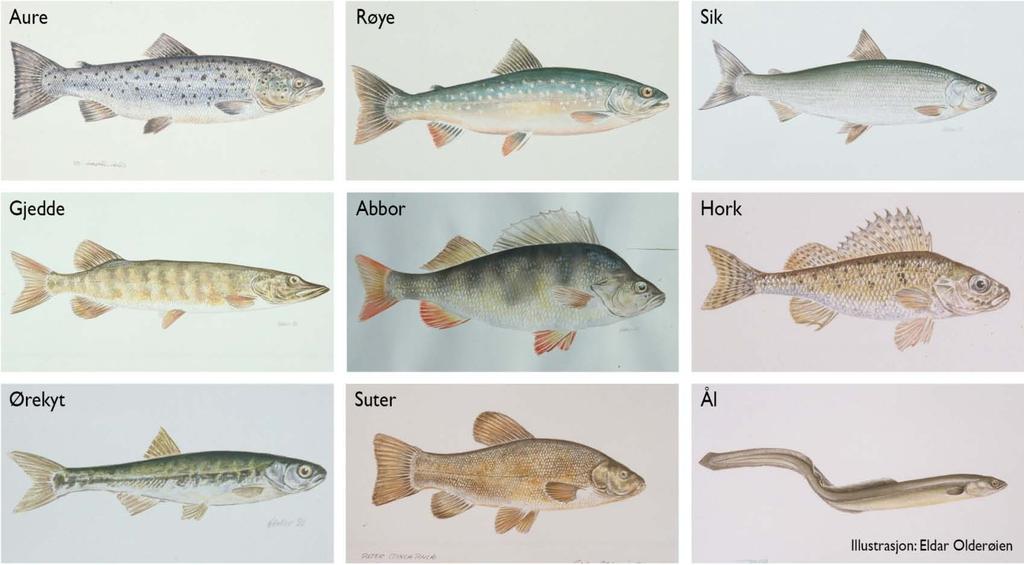 Forekomsten av ulike fiskeartar