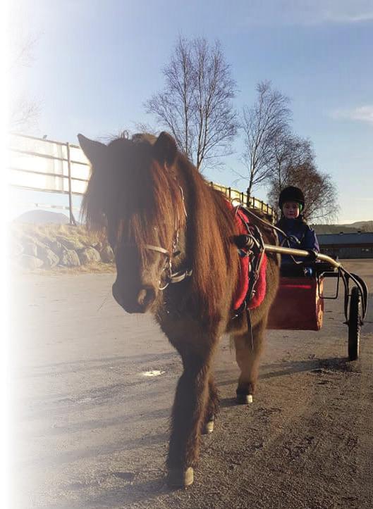 Det er mulig å melde på en dag, eller flere. e. Påmelding til Kicki på mail: travskolen@rikstoto.no. kstoto.no. (OBS minimum 4 deltagere pr. dag for å gjennomføre) ORUS TRAVSKOLE Mandag kl.6.30-8.