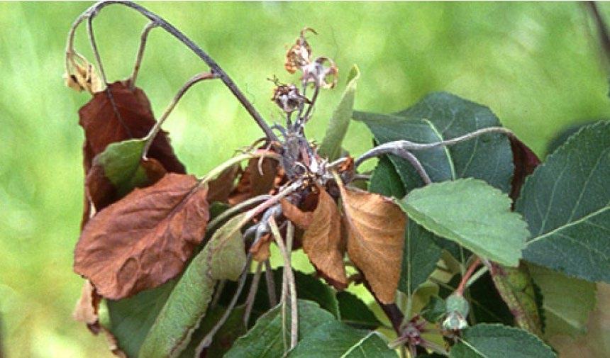 Symptom på skudd og blomster av eple Kilde: