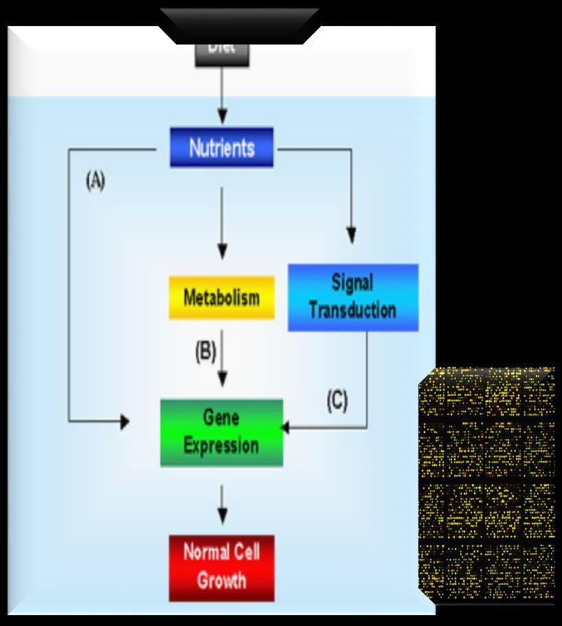 marint protein enn