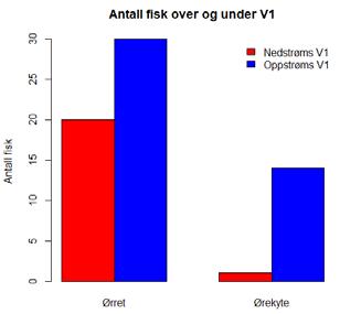 Figur 7 og 8: Antall fisk fanget over og under V1, og tetthet av ørret over og under V1. Bekken ble el-fisket av RFA i 1993 og 1997, da med høy tetthet av ørretyngel hvorav 95% var års-yngel (0+).