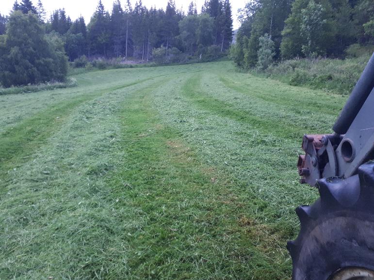 Dyrkamark der grågjess har beitet før