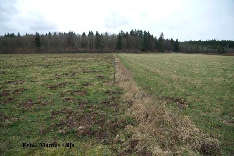 Potensielle skader i landbruket Grønsaker I eng/gras