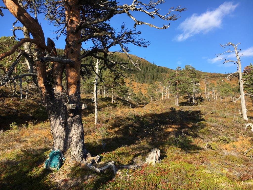 del furugadd står i glissen skog fra 300 moh. og lengre opp.