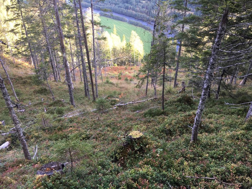 gammel normalskog i øvre del av lia.