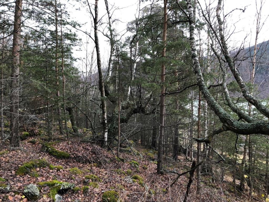 Figur 3: På lokaliteten Nyrnes har gjengroing foregått i mange tiår. Det er behov for forsiktig rydding på lokaliteten over to år før man begynner å styve nye trær.