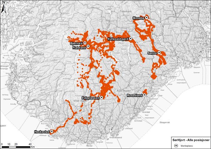 Posisjonsdata Gjennomsnitt SD Median Minimum Maksimum Sum Antall individer Bukker 4992 2781,2 5669 967 9977