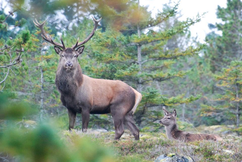 Innhold: Arealbruk Trekkdistanser og tidspunkt Leveområder Hjortens