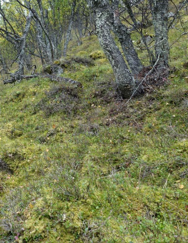 Skogbotnen er gjerne dominert av artar som sølvbunke og engsyre, sjeldnare frodig høgstaudevegetasjon. Dette er dei frodigaste areala i beitelagsområdet og er klassifisert som engbjørkeskog.