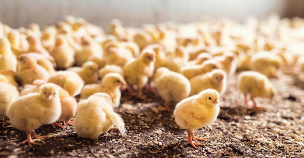 Dyrevelferd Vi bruker minst mulig legemidler Verdens friskeste dyr Forbruk 018: Antibiotika 0 Friske dyr trenger ikke medisin! Vi tror at en kylling som har det bedre, smaker bedre!