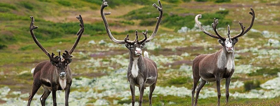 Bakgrunn I våre fjellområde er det mange kulturminne og ein sterk lokal tradisjon knytt til fangst og jakt på villrein Kunnskapen om dette er spreidd og vanskeleg tilgjengeleg