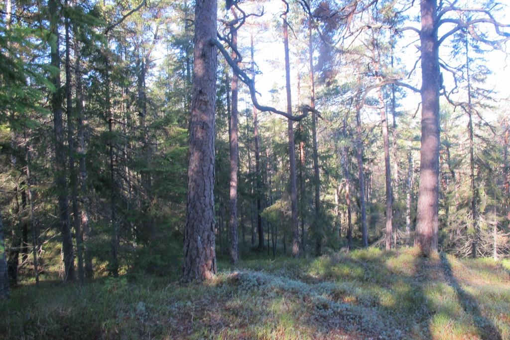 Bilder fra området Asbjørnåsen Trolig omlag 300 år