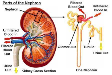 Akutt glomerulonefritt Bilder: