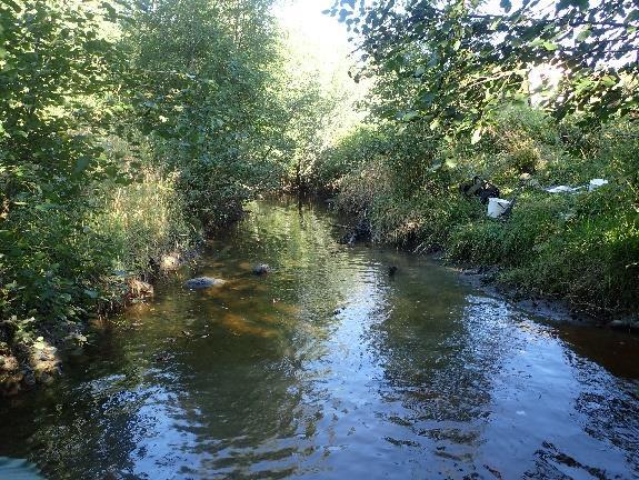 Bilde: Området ved st. 1 i Kapplandselva (øverst). Ungfisk og gytefisk fra elva (nederst). Skravbekken Skravbekken renner inn i Åelva knapt 150 m oppstrøms Fuglstadbrua.