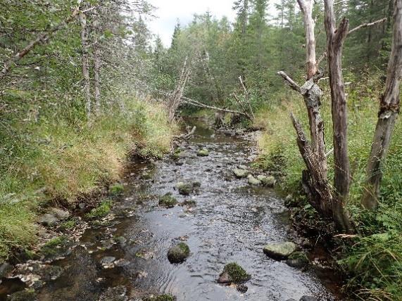 stasjonene og observasjonene av gytefisk viser at sjøørreten benytter seg av hele den naturlig anadrome strekningen i elva i dag. Bilde: Fra st.