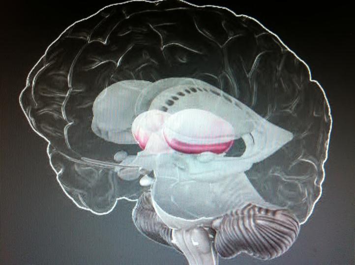 (følelser, ønsker og behov) Prefrontal korteks (forståelse og mestring av følelser, ønsker