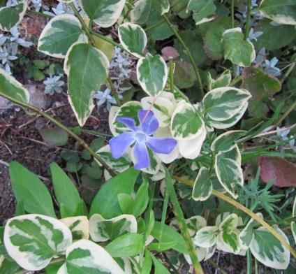 Periwinkle: