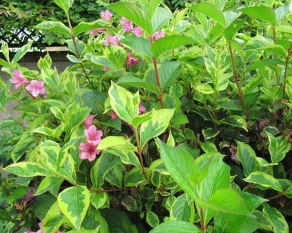 Weigela