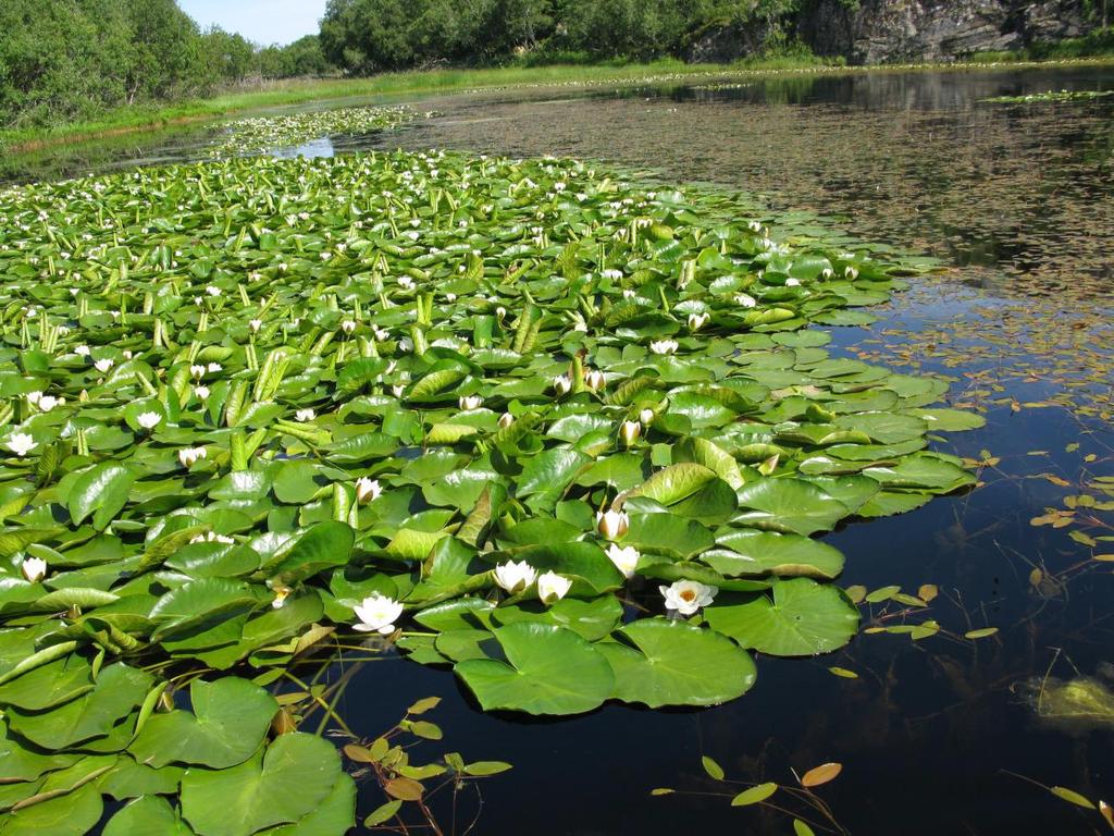 Figur 1. Eksempel på vannplanter: Hvit nøkkerose (Nymphaea alba) og vanlig tjønnaks (Potamogeton natans). Foto: Marit Mjelde, NIVA.