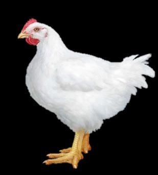 Dyrevelferd Vi har riktig rase fordi Hubbard er en friskere fugl Hubbard er en kylling som har det bedre fordi den: vokser saktere har sterkt hjerte har mindre bryst har sunnere appetitt (fordi den