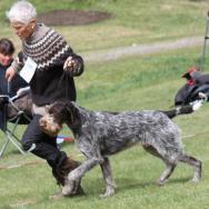 Norsk Vinner 2017. Brukshund konkurranser 2017 Spor: 10/5-17 Nidaros BHK. Trondheim Klasse C OPPRYKK TIL KLASSE B. 26/8-17. Nidaros BHK. Trondheim Klasse B OPPRYKK TIL KLASSE A.