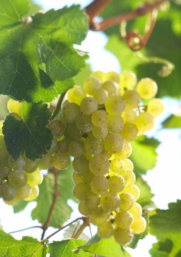 RIESLING En drue, endeløse muligheter Den edle Riesling-druen gir viner med stor eleganse, kompleksitet og lang levetid.