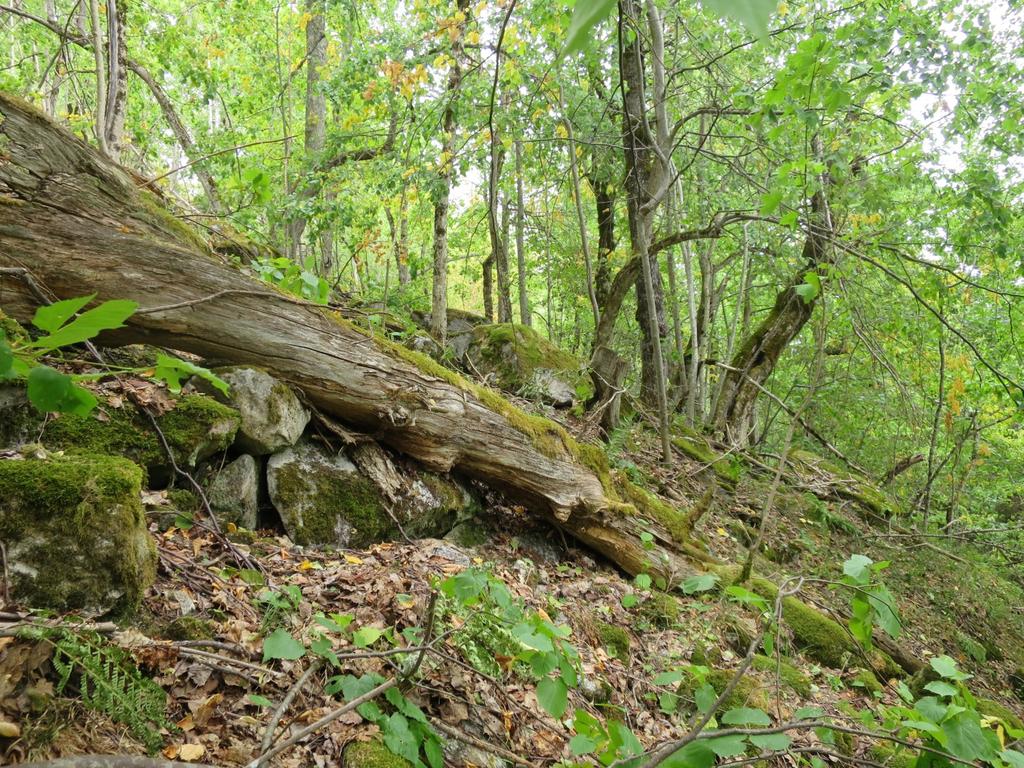 Bilder fra området Østeråfjellet Grov