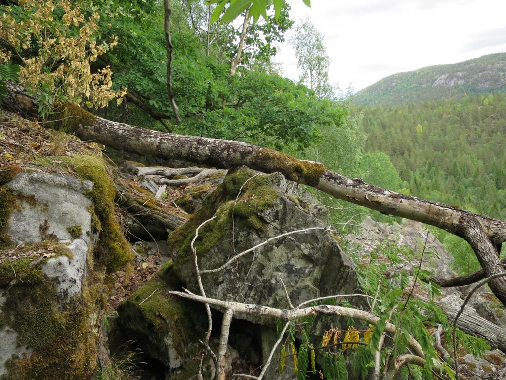 eikeskog med forekomster av svært gamle