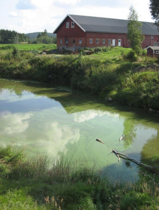 Oppblomstring av cyanobakterier styres av mange faktorer Temperatur, lys, næringsstoffer (P, N) Økt næringstilførsel Landbruk, kloakk, urban