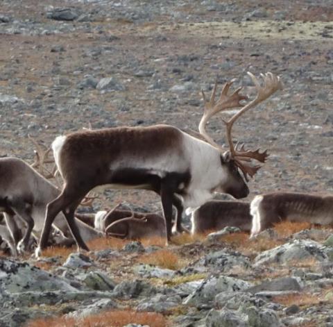 Natur- og kulturverdiar Lokal verdiskaping