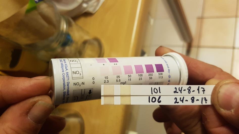 Ved høsting hadde utsatt rykketid ført til økt andel porøse skall. Effekten var størst i ytterste skall, men det var også tendens til det samme i skall nr 2.