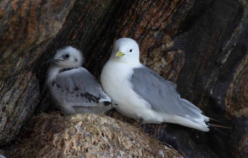 Notat om krykkje-forekomsten ved Nusfjord, Flakstad, Nordland i forbindelse med videre utvikling av området. Skrevet juni 2017. Krykkje med unge i berg, Røst sommeren 2016.