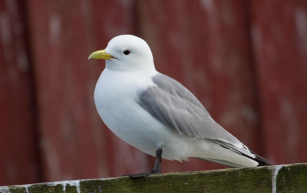 Krykkja er en av våre minste måker, og har et spennende levesett. Artens kraftige tilbakegang er et «spenningsmoment» man gjerne skulle vært foruten.